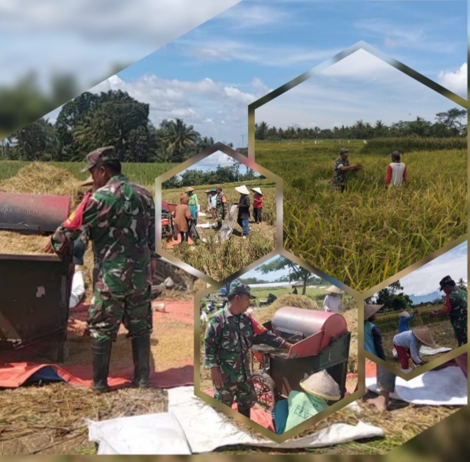 Wujudkan Ketahanan Pangan Nasional, Babinsa Ngadirenggo Dampingi Petani Panen Padi